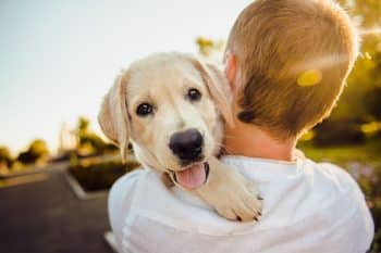 13 Reasons Dogs Make Every Day Better