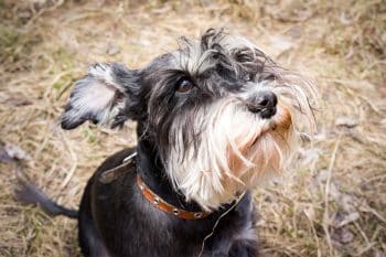 9 Little Dog Breeds With Guard Dog Personalities