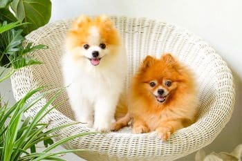 9 Lovable Dog Breeds That’ll Make You Melt