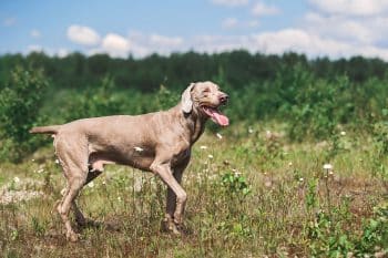 13 High-Energy Dog Breeds That Love Adventure