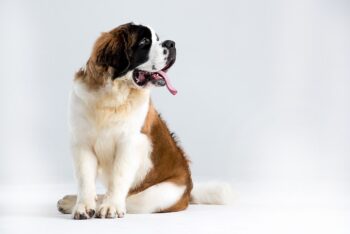 101 Male St. Bernard Names + Meanings