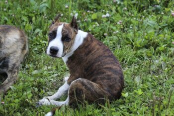 15 Best Foods for American Staffordshire Terriers with Allergies