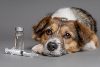 Ultimate Guide to GHK-Cu for Dogs: Benefits, Uses, Safety, & Applications