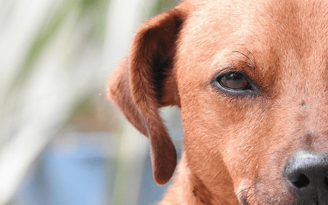 5 Unexpected Reasons Why Dogs Don’t Like Certain People
