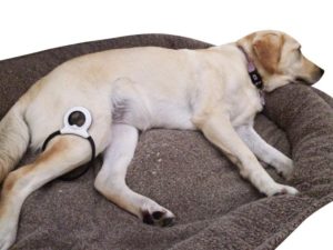 Breaking News: Alternative to NSAIDs For Animal Pain Relief Is Hitting The Market