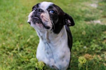 13 Stubborn Dog Breeds That Always Want Their Way