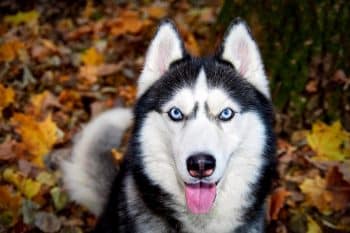 11 Dog Breeds With The Most Stunning Eyes