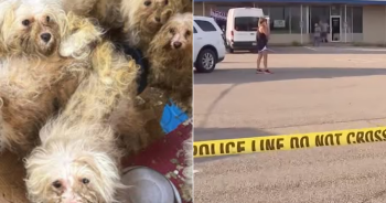 Over 400 Dogs Trapped in “Filth” Rescued from Puppy Mill in Heartbreaking Operation