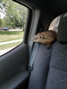 A Vital Aspect of Ecosystem Management