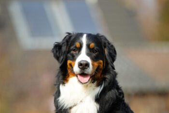 The 8 Best Dog Foods For Bernese Mountain Dogs – 2025