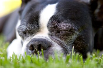 10 Best Dog Multivitamin Products for Boston Terriers