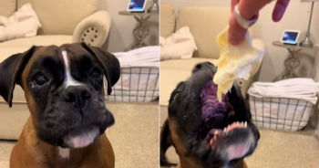 Bruno the Boxer’s Tears Have a Medical Explanation, and a Whole Lot of Heart