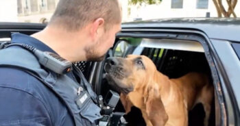 Poisoned Hero Police Dog Bruno Sparks Criminal Probe in Italy