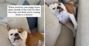 Puppy Left Alone for First Time Surprises Owner With Unexpected Scene