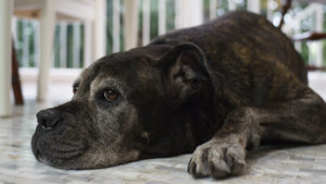 Choosing The Best Joint Supplement for a Cane Corso – 6 Things You Must Know