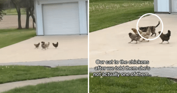Cat Joins Flock of Chickens and Tries to Lay Eggs Like One of Them
