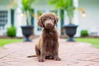 Ultimate Chesapeake Bay Retriever Puppy Shopping List: Checklist of 24 Must-Have Items