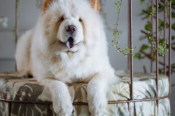 Best Dog Beds for Chow Chows