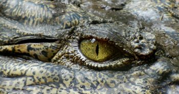 Woman And Dog Pulled Underwater by Alligator While Swimming