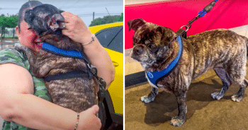 Dog Missing Since Hurricane Harvey Found 8-Years Later, 300 Miles From Home