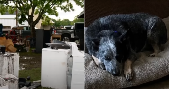 Dog Found Alive Inside Washing Machine After Texas Flood Stuns Rescuers