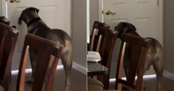 Viral Clip Shows 140-Pound Dog Door Confusion And Sends TikTok Into Laughter