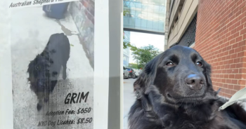 Woman Sees Shelter Dog’s ‘Mugshot’ and Learns His Unbelievable Backstory