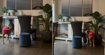 Nanny Cam Captures Hilarious Dog Escape and Unexpected Jailbreak