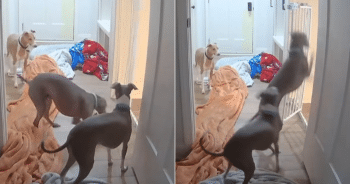 Dog ‘Jailbreak Artist’ Outsmarts Siblings in Hilarious Pet Cam Escape
