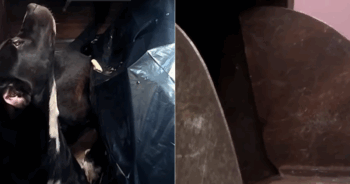 Frightened Dog Dumped In Trash Compactor Saw ‘Someone’ Approach As He Cried