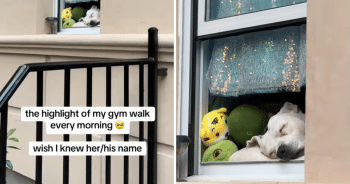 Woman Walks to Gym Each Morning, Captures Special Moment of Dog In Window