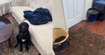 Labrador Puppy Destroys Plant, Then Proudly Lies in the Mess He Made