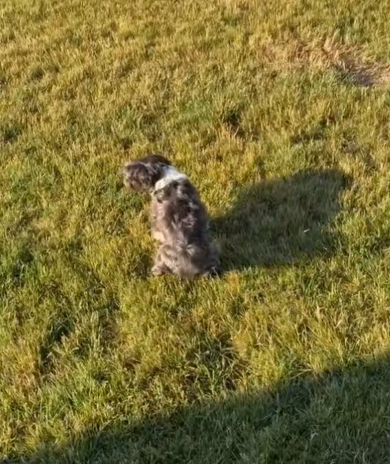 Tiny Dog Outsmarts Owner to Visit Grandma Next Door, Wins Internet’s Heart