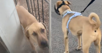 Woman Shares Why She Chose Peaceful Goodbye for Her Troubled Dog