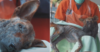 Skeletal Dog Travels 9,000 Miles From Thailand to Texas for Her Forever Home