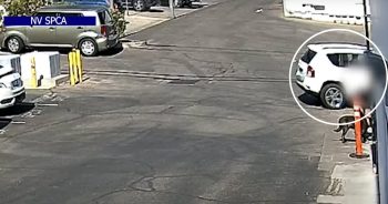 Dog Dumped And Tied To Pole Outside Shelter Finds Loving Home 2-Weeks Later