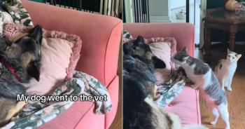 Dog Returns From Vet, but Cats Treat Her Like a Total Stranger