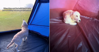 Golden Retriever’s Camping Disappointment Has Viewers Cracking Up