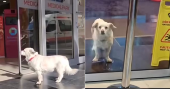 Devoted Dog Waits Outside Hospital for 6-Days Until Owner Is Released