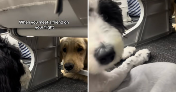 Dogs Lock Eyes on Flight, Share Silent Bond That Captivates Millions