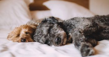 The Best Topical CBD For Dogs
