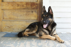 15 Best Watch Dog Breeds
