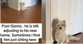 Dog Only Knew Life Outdoors, Now He’s Learning What Home Feels Like