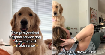 Golden Retriever Keeps Acting Like He’s on Duty After Retirement