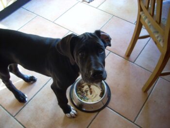 The 13 Best Dog Food Toppers for Great Danes