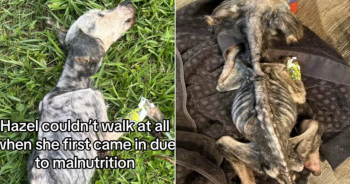 Neglected Dog Found in Cage Transforms And Is Now Unrecognizable