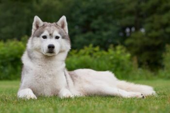 The 8 Best Dog Foods For Huskies – 2025