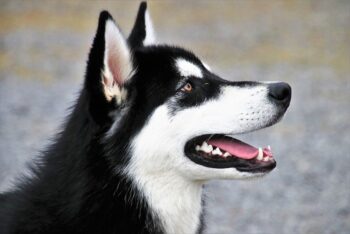 11 Best Husky Dental Chews