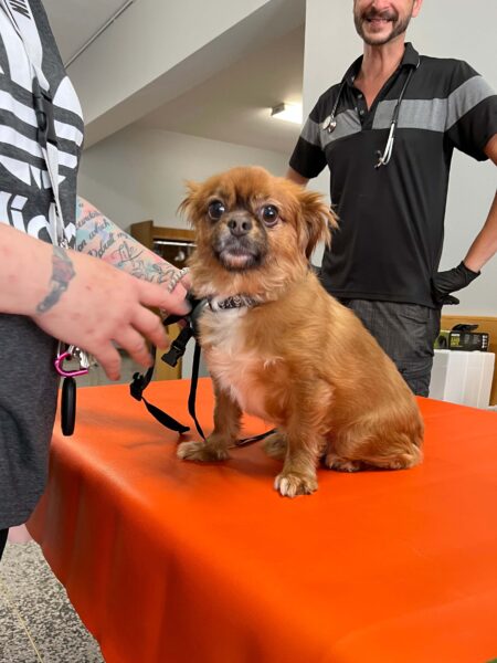 The Ontario SPCA hosts vaccination clinic in Cornwall to help protect dogs from deadly parvovirus
