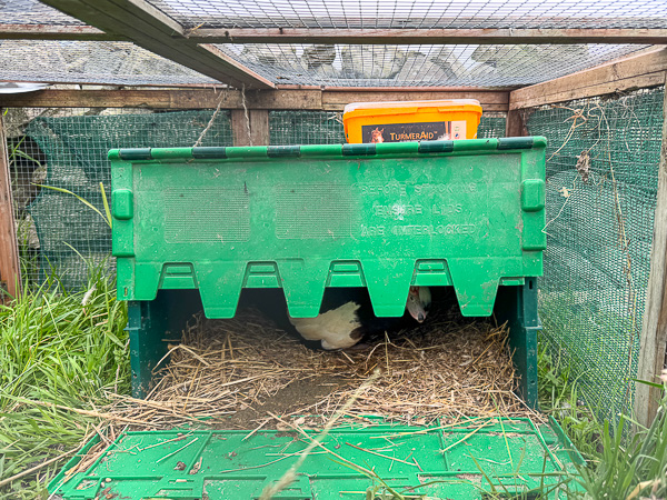 Schrödinger’s Ducklings